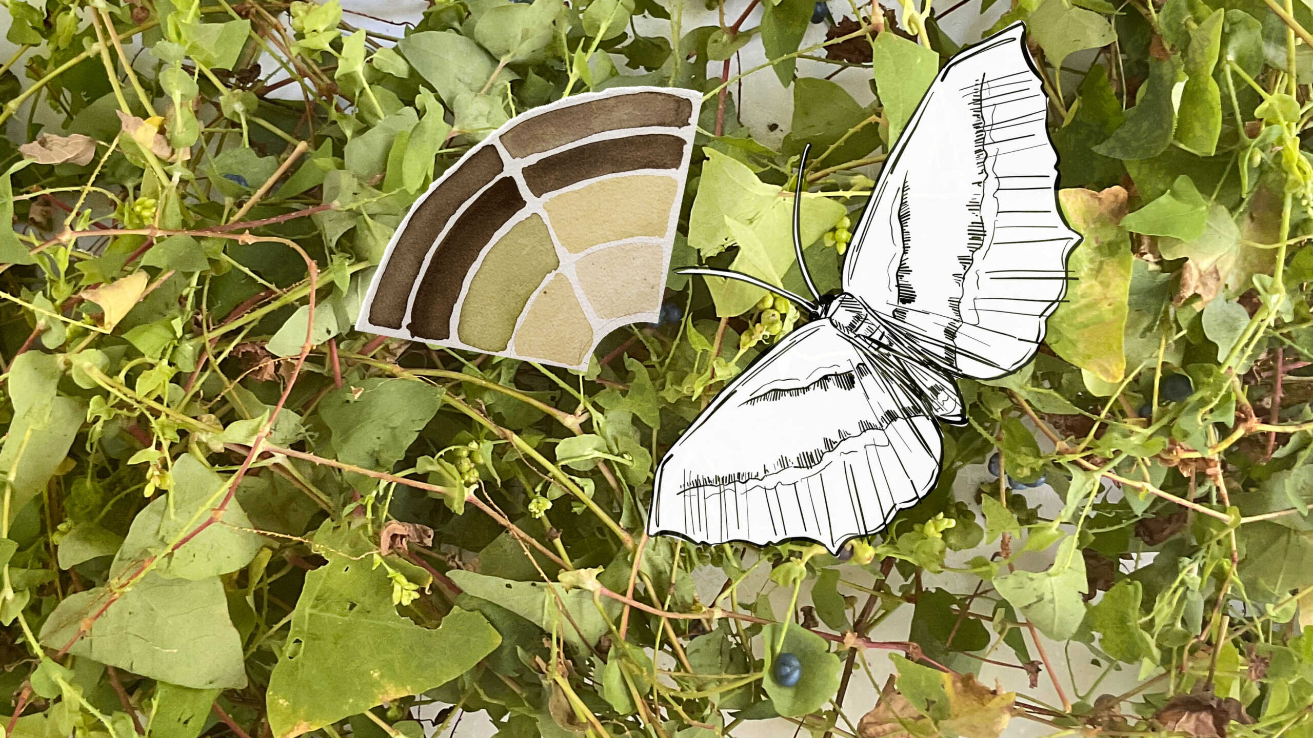 a drawn moth and partial color wheel overtop honeysuckle vines